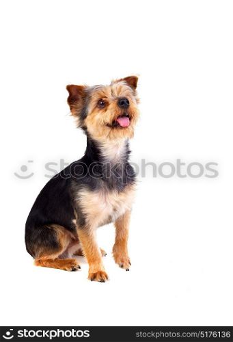 Cute small dog with cutted hair raising the leg isolated on a white background