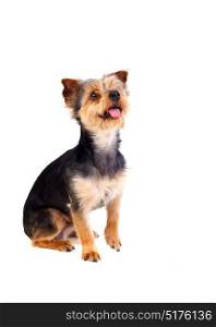 Cute small dog with cutted hair raising the leg isolated on a white background