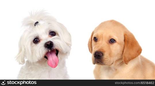 Cute small dogs isolated . Cute small dogs isolated on a white background