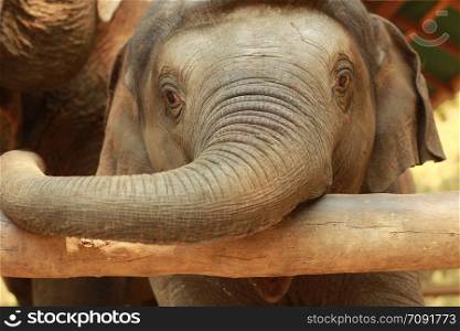 cute small infant asian elephant in playing in it&rsquo;s pen with it&rsquo;s mother at a tourist elephant camp in northern Thailand, Southeast Asia