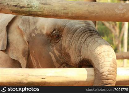 cute small infant asian elephant in playing in it&rsquo;s pen with it&rsquo;s mother at a tourist elephant camp in northern Thailand, Southeast Asia
