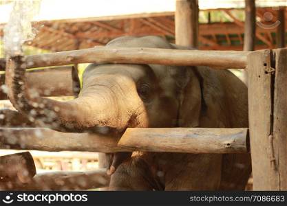 cute small infant asian elephant in playing in it's pen with it's mother at a tourist elephant camp in northern Thailand, Southeast Asia