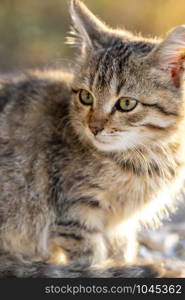 Cute small kitten watching with curiosity. Blurred background.