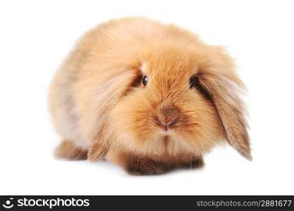 cute small rabbit isolated on white