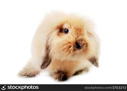 cute small rabbit isolated on white