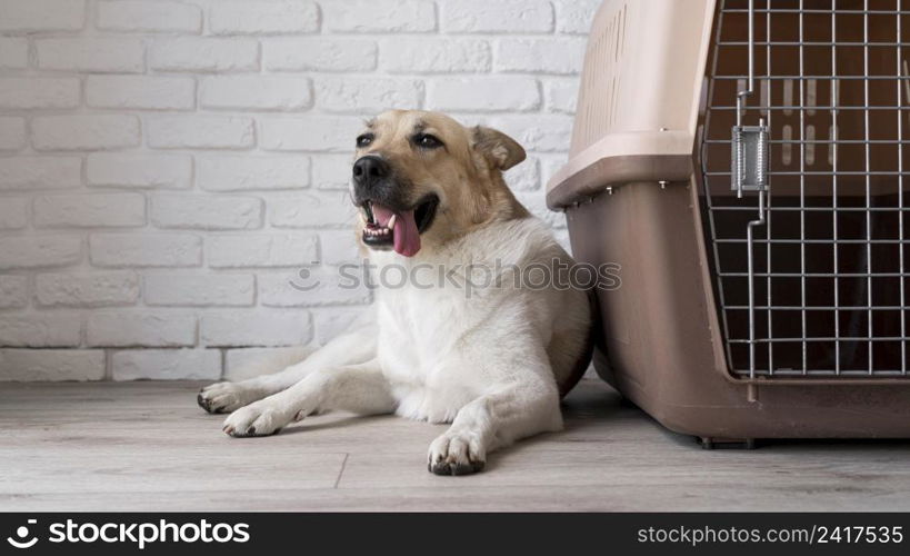 cute smiley dog near kennel