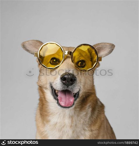 cute smiley dog wearing sunglasses. Resolution and high quality beautiful photo. cute smiley dog wearing sunglasses. High quality beautiful photo concept