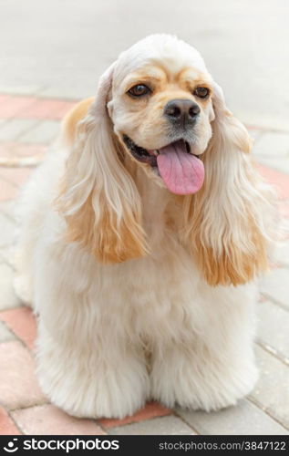 Cute smiling sporting dog breed American Cocker Spaniel with Fawn or Golden coat standing. Cute smiling dog breed American Cocker Spaniel
