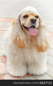 Cute smiling sporting dog breed American Cocker Spaniel with Fawn or Golden coat standing. Cute smiling dog breed American Cocker Spaniel