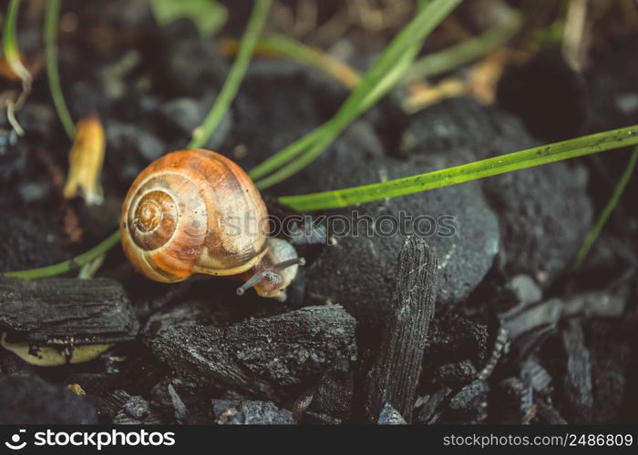 Cute Snail Is Walking On The Coals.. Cute Snail Is Walking On The Coals