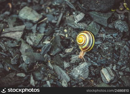 Cute Snail Is Walking On The Coals.. Cute Snail Is Walking On The Coals