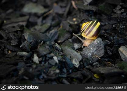 Cute Snail Is Walking On The Coals.. Cute Snail Is Walking On The Coals