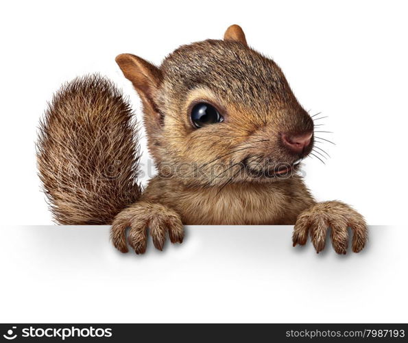 Cute squirrel hanging over a blank banner sign with copy space as a friendly cute furry rodent character gripping a billboard signage for advertising and marketing as a message from animal wildlife or backyard critters.