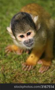 Cute squirrelmonkey peering curiously into the lens