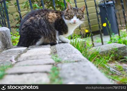 Cute stray cat looking at the camera sitting on the stairs in Bergen, Norway