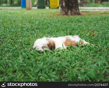 Cute stray puppy sleep on grass.