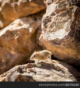Cute striped field mouse sitting on a rock with late afternoon sun behind in Botswana, Africa
