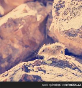 Cute striped field mouse sitting on a rock with late afternoon sun behind in Botswana, Africa with retro Instagram style filter effect