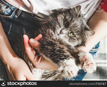 Cute, sweet kitten, lying on female hands. Top view, close-up. Caring for animals. Cute, sweet kitten, lying on female hands