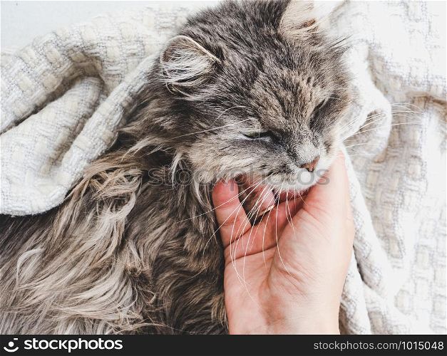Cute, sweet kitten, lying on female hands. Top view, close-up. Pet care concept. Cute, sweet kitten, lying on female hands