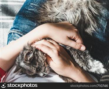 Cute, sweet kitten, lying on his mistress's lap. Top view, close-up. Pet care. Cute, sweet kitten, lying on his mistress's lap