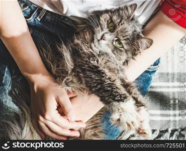 Cute, sweet kitten, lying on his mistress's lap. Top view, close-up. Pet care. Cute, sweet kitten, lying on his mistress's lap