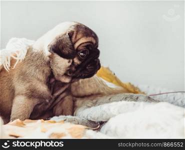 Cute, sweet puppy lying on a blanket and yellow leaves on a white background. Pet care concept. Cute, sweet puppy lying on a blanket