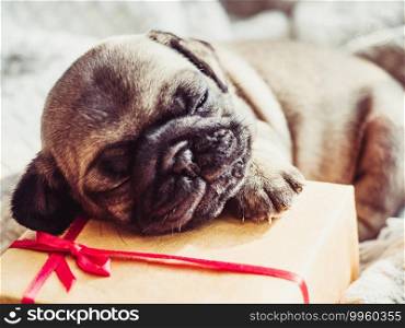 Cute, sweet puppy lying on the window sill near the window on a sunny day. Pet care concept. Cute, sweet puppy lying on the windowsill