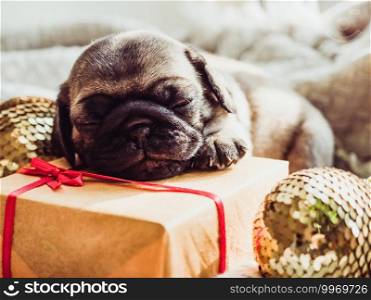 Cute, sweet puppy lying on the window sill near the window on a sunny day. Pet care concept. Cute, sweet puppy lying on the windowsill