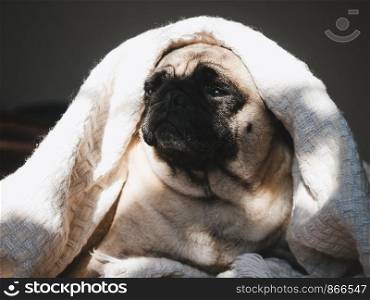 Cute, sweet puppy on a blanket on the background of sunlight. Pet care concept. Cute, sweet puppy on a blanket on the background of sunlight.