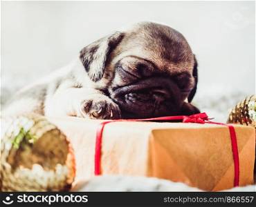 Cute, sweet puppy, sleeping on a blanket, gift, Christmas decorations and balls on a white background. Pet care concept. Cute, sweet puppy, sleeping on a blanket
