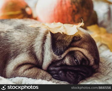 Cute, sweet puppy, sleeping on a blanket, yellow pumpkins and leaves on a white background. Pet care concept. Cute, sweet puppy, sleeping on a blanket