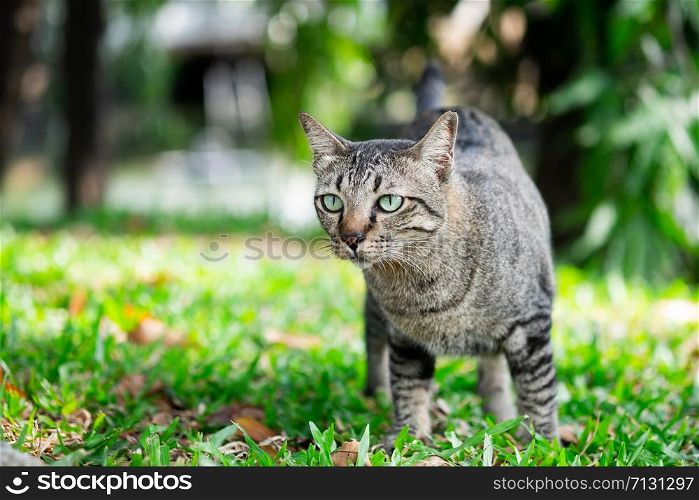 Cute tabby cat looking something on the grass floor in the garden public park.