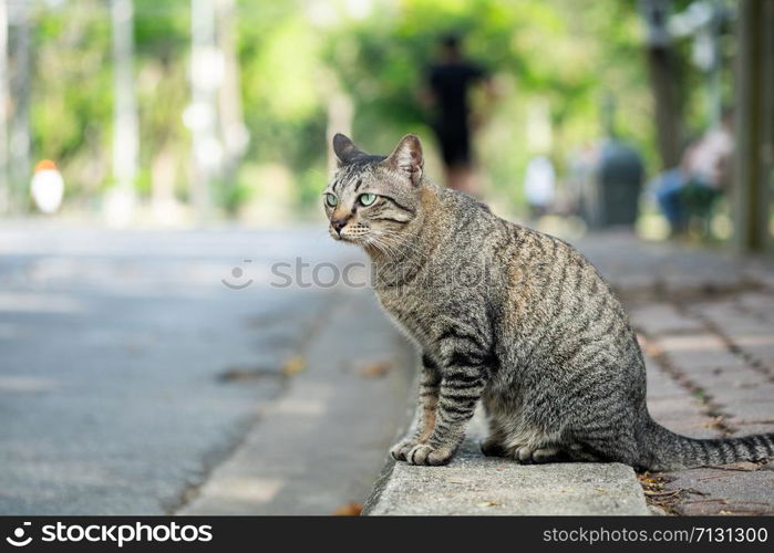 Cute tabby cat looking something on the grass floor in the garden public park.