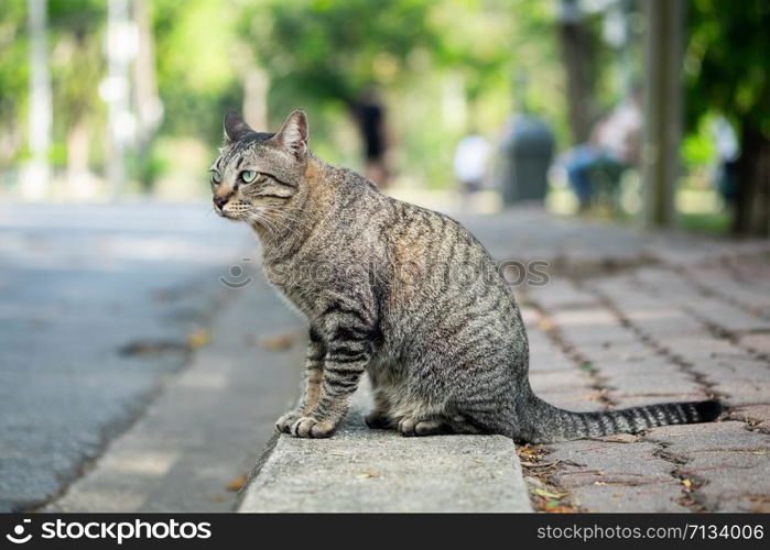 Cute tabby cat looking something on the grass floor in the garden public park.