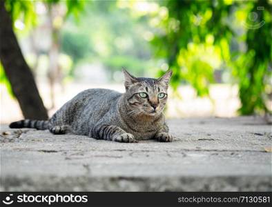 Cute tabby cat sitting on the concrete floor in the garden public park.
