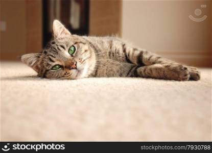 Cute tabby cat with green eyes laying on carpet