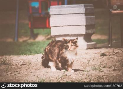 Cute tabby cat with long fur walking outdoor.