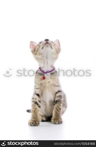Cute tabby kitten isolated on over white background