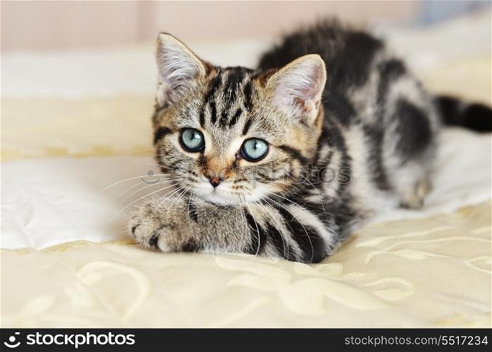 Cute tabby kitten laying down on bed