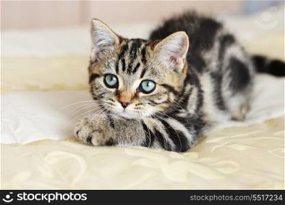 Cute tabby kitten laying down on bed