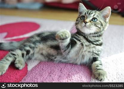 Cute tabby kitten laying down on pink carpet