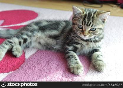 Cute tabby kitten laying down on pink carpet