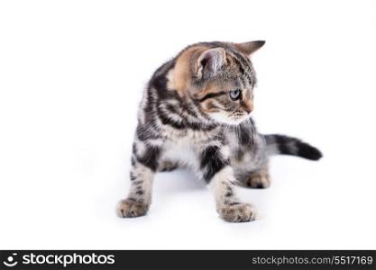 Cute tabby kitten plays indoors