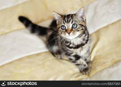 Cute tabby kitten plays indoors