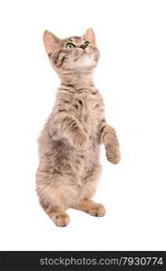 Cute tabby kitten standing up on a white background