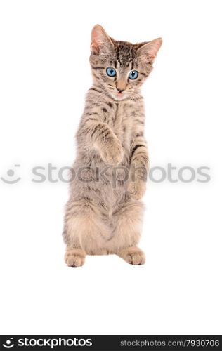 Cute tabby kitten standing up on a white background with tongue out