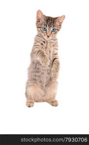 Cute tabby kitten standing up on a white background with tongue out