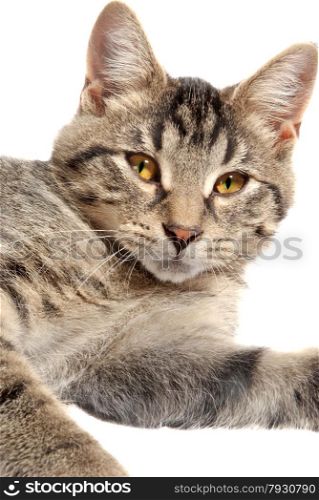 Cute tabby with yellow eyes close up on white