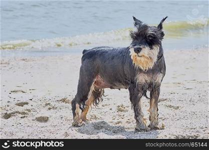 Cute terrier. Cute terrier on the beach